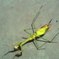 A virtually dead praying mantis controlled by a parasitic worm
