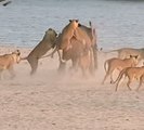 Um jovem elefante é atacado por um grupo de 14 leões