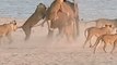 A young elephant gets attacked by a pack of 14 lions