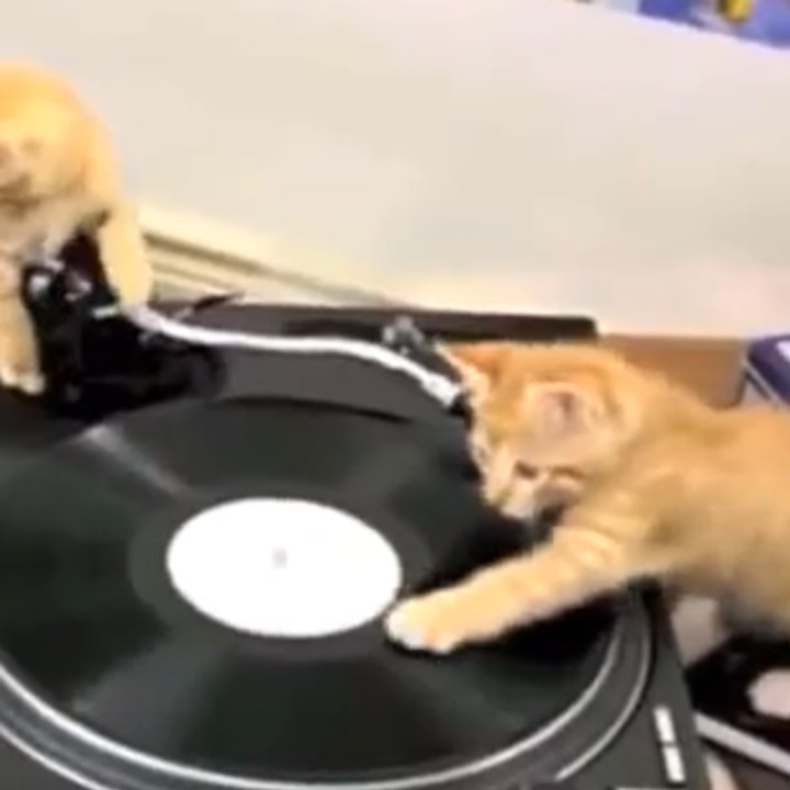 3 kittens go freestyle on some turntables