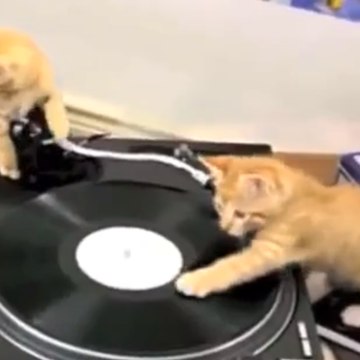 3 kittens go freestyle on some turntables