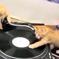 3 gatinhos improvisam nos toca-discos