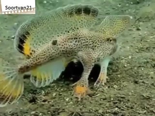 Fish with legs