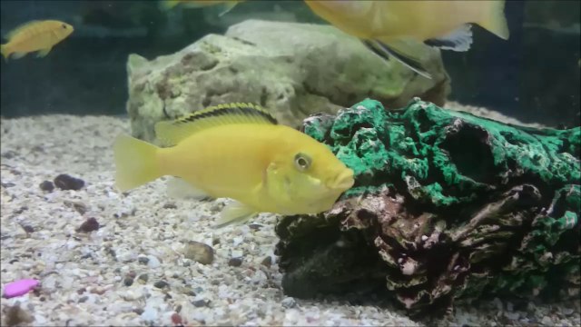 Ağzı Full Yavru dolu Sarı Prenses 05.09.2015