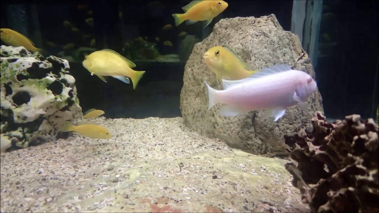 Ağzı dolu Beyaz Prenses