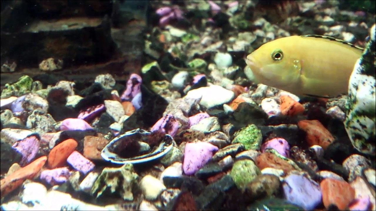 Ağzı Dolu Sarı Prenses HD Kalitede