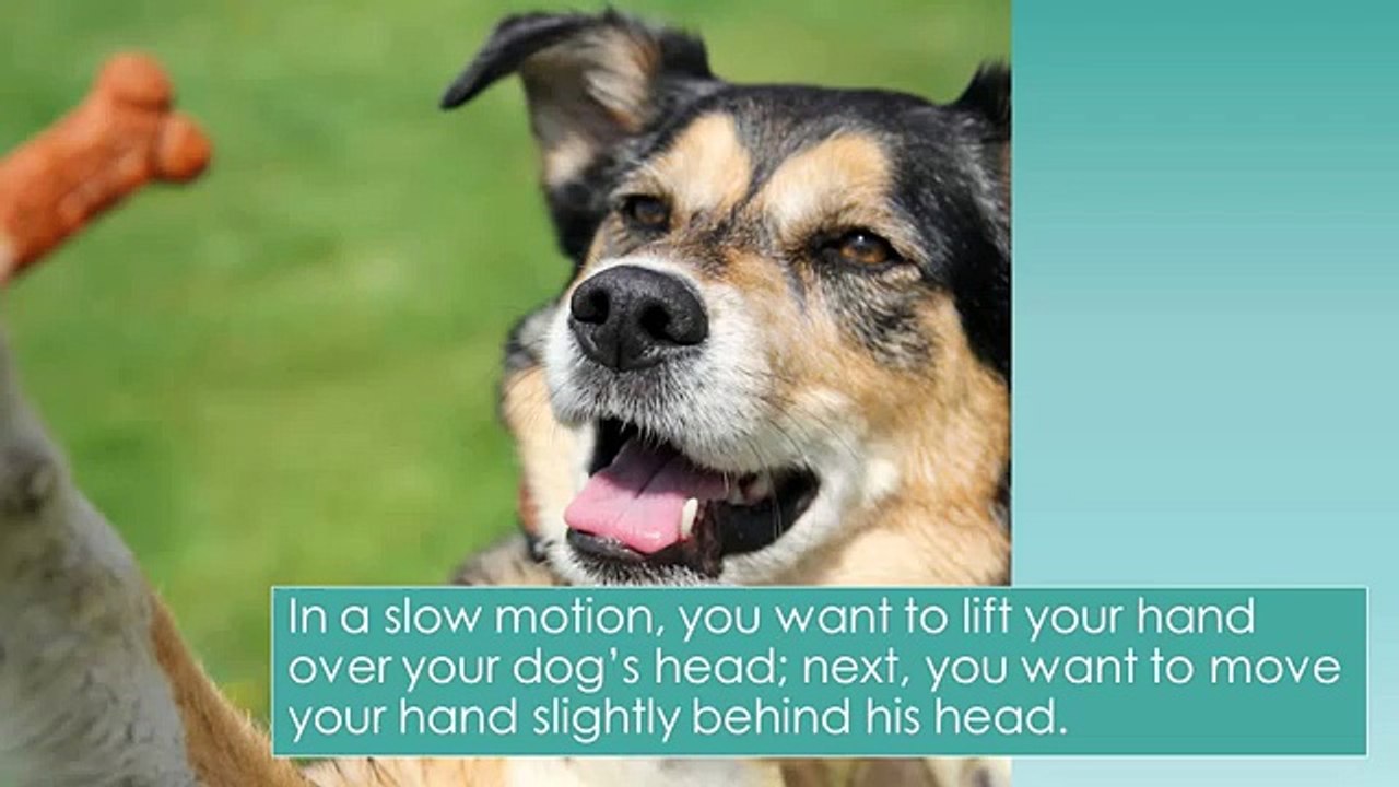 3 Simple Tricks To Teach Your Dog