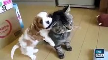 Funny Cats Compilation Top 10 Best Cat Videos