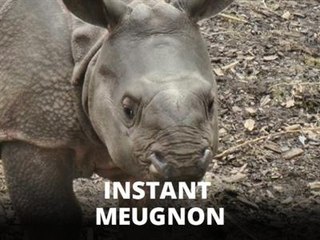 Un bébé rhino voit le monde pour la première fois