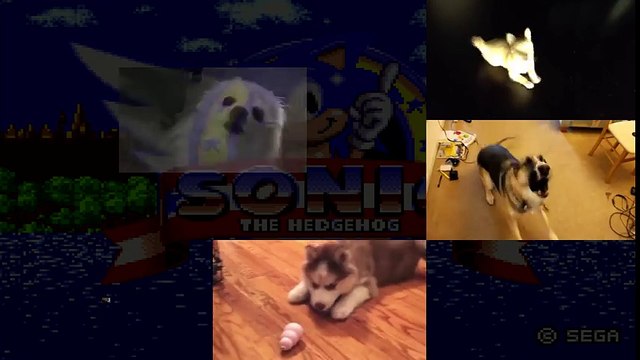(Dogapella) Sonic The Hedgehog 1 - Green Hill Zone 1