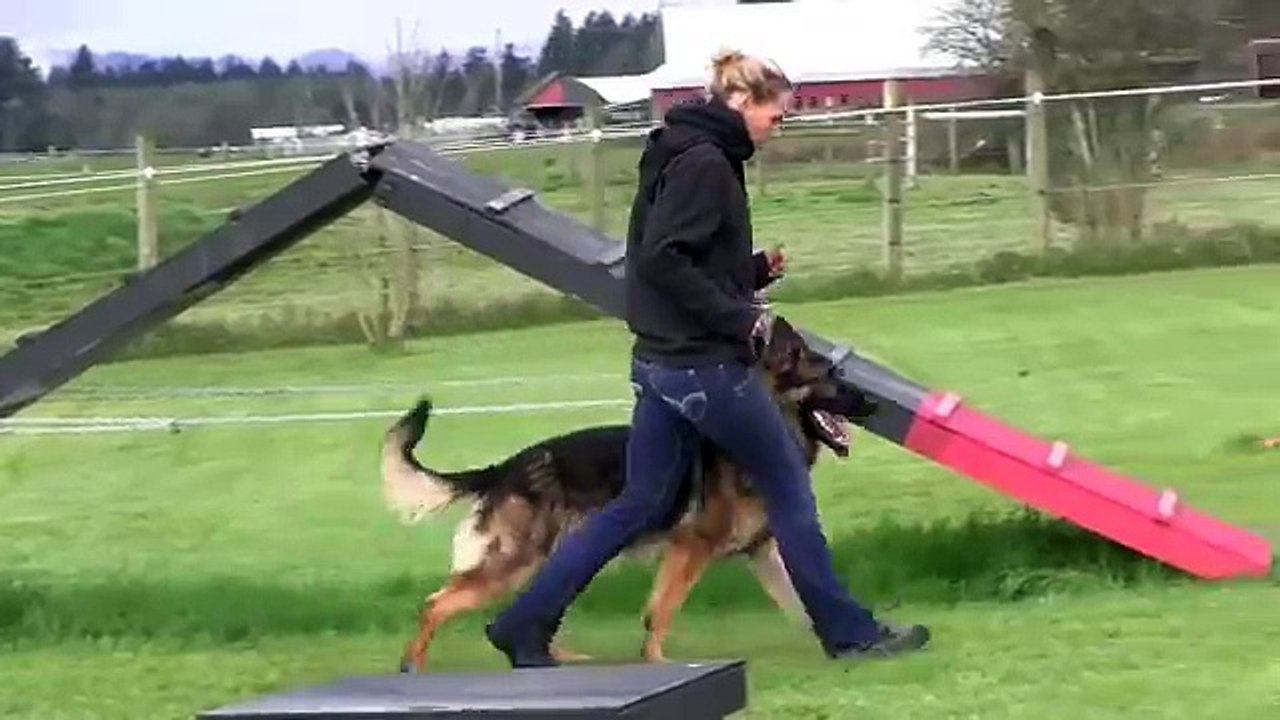 Obedience IPO Trained Versatility German Shepherd