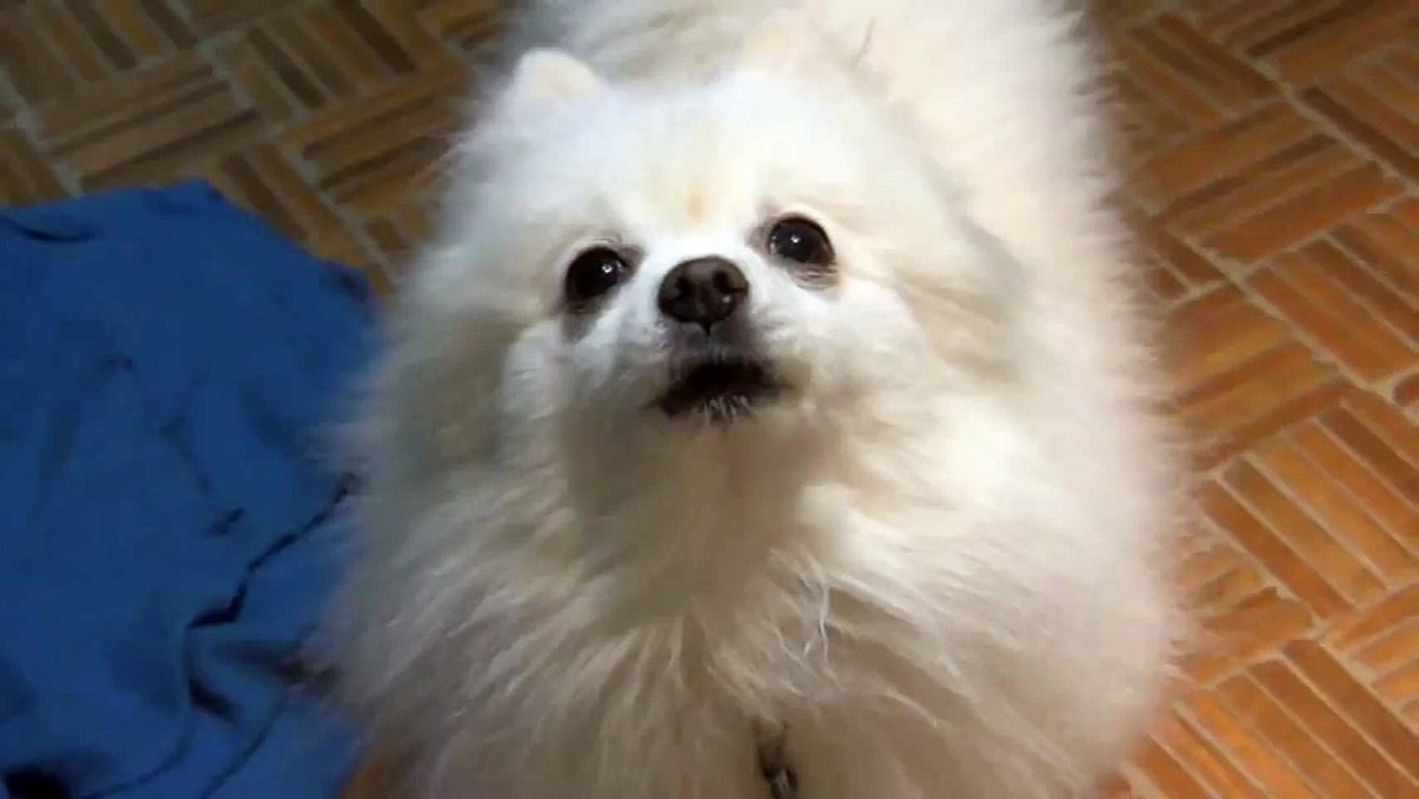 dog booty