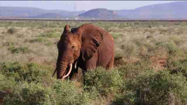 La alta velocidad en Kenia una amenaza para los elefantes