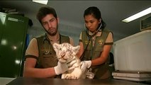 Buzz : Première sortie médiatique pour deux bébés tigres du Bengale, au Pérou !