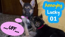 Puppy funny and cute dogs German Shepherd