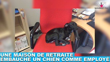 Une maison de retraite embauche un chien comme employé ! Tout de suite dans la minute chien #162