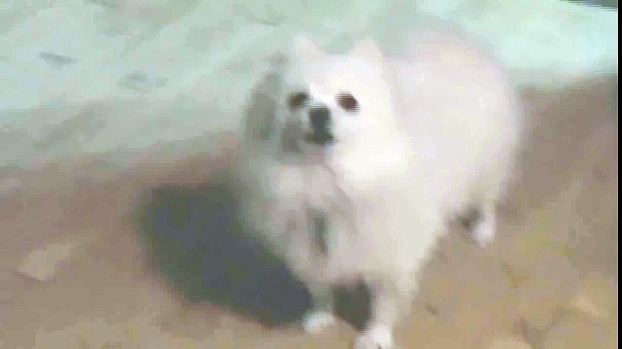 dog grips 2