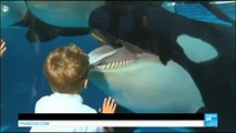 Etats-Unis : SeaWorld met à terme à l'élevage d'orques en captivité