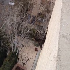 Um gato pula do teto de um prédio para o vazio