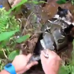 Uma jiboia está prestes a sufocar este gato!