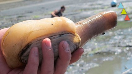 10 animales que vivirán más que tú