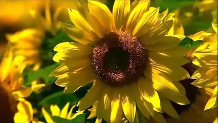 the most beautiful Quran Recitation-- Heart Touching -- Really emotional