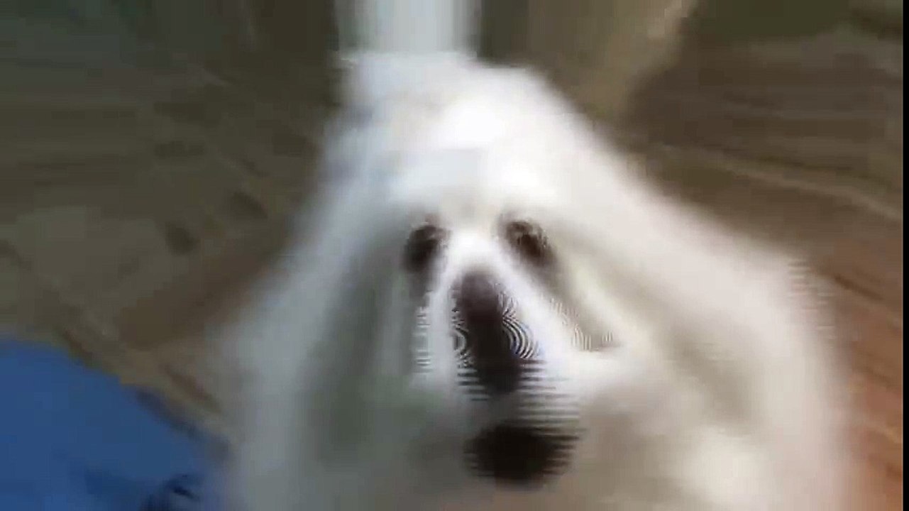dog town