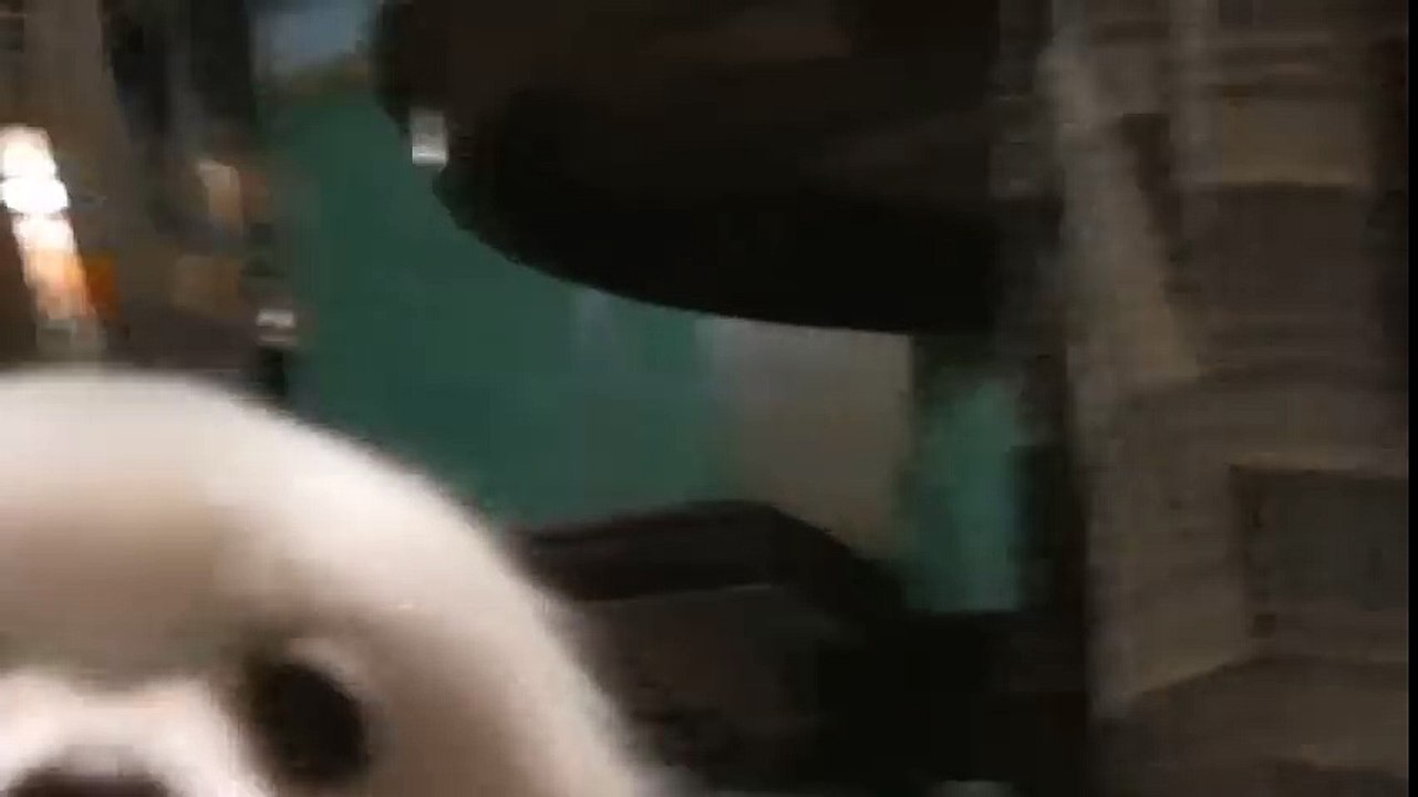 Doggssssssss