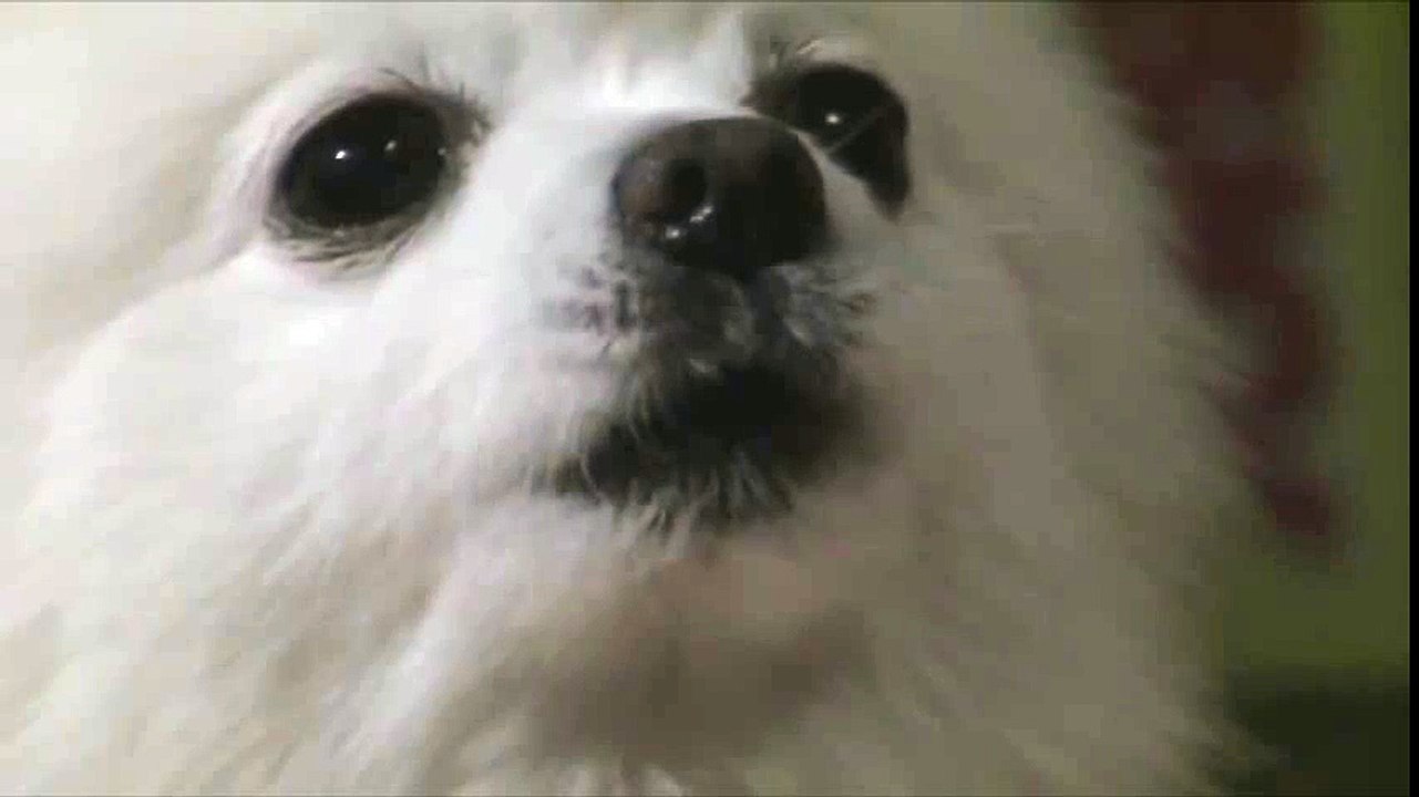 dogstrakt