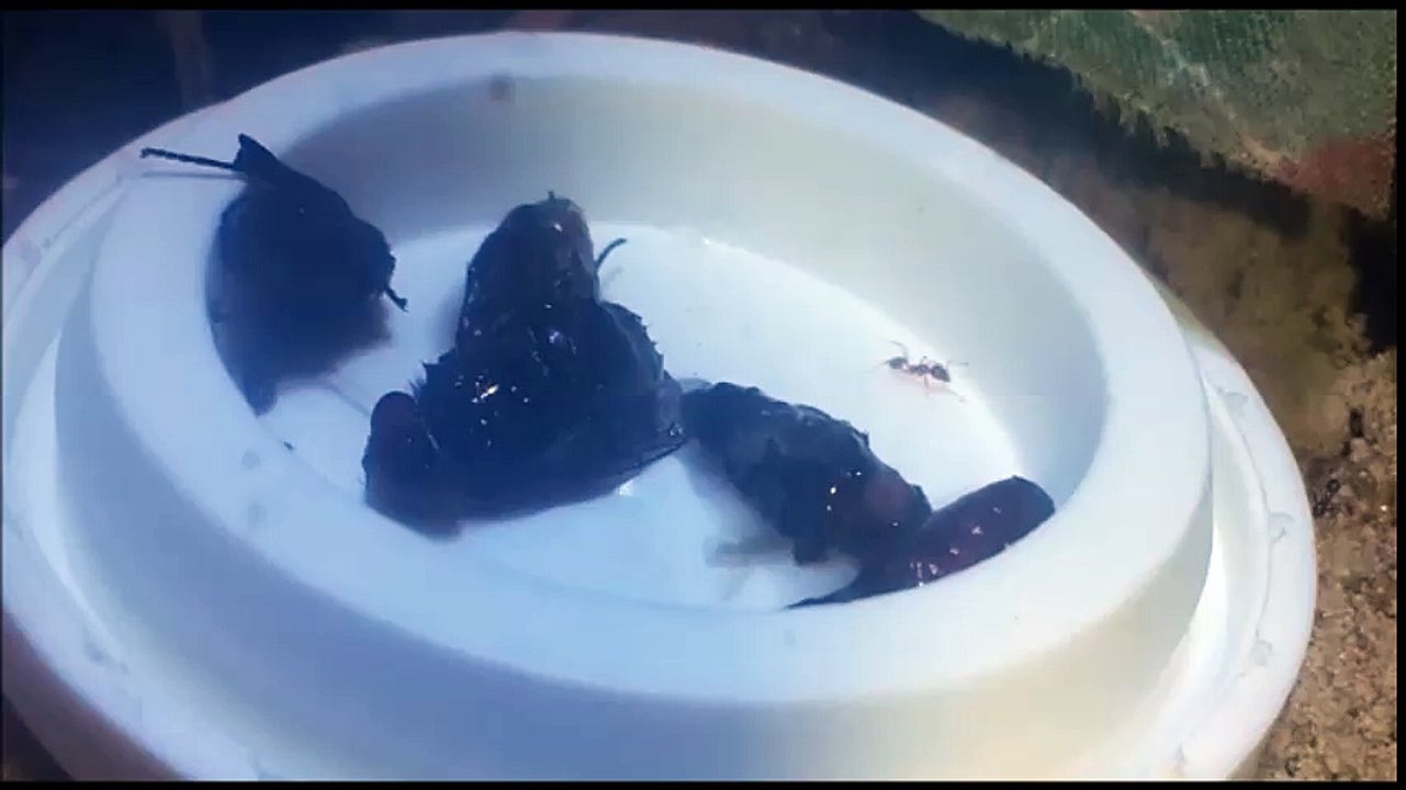 Fünf auf einen Streich _v x 1