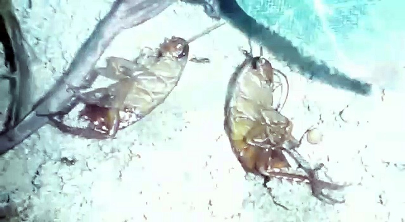 lecker Schokoschaben II