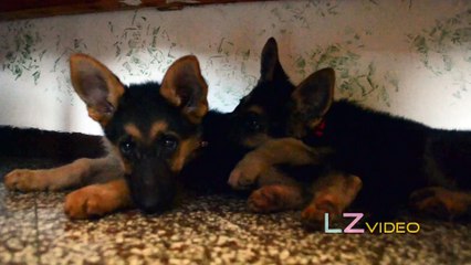 puppy dog playing (german shepherd)