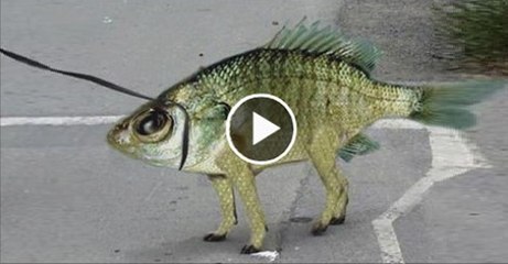 Animal with Legs Weird Ancient Fish