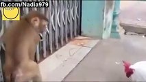 Cock And Monkey Fight