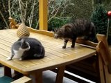 Top-Fighting-Cats--funny-must-see-Gatos-Peleando