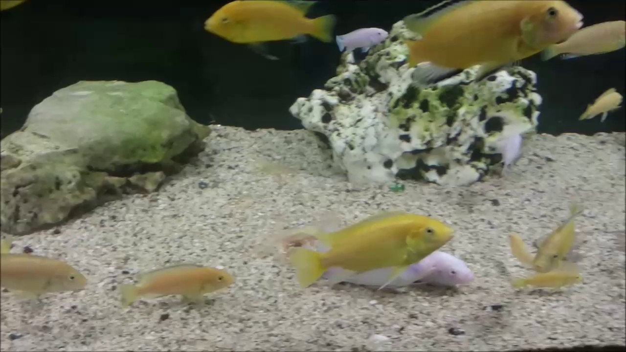 Ağzı kanlar içinde kalan Beyaz Prensesler - Balık Kavgası