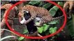 Dangerous Animals Attack Human -attaque d'animaux sauvages sur l'homme