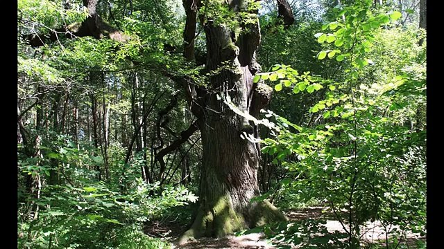20 Most Famous Trees in the World - Video Famous Trees