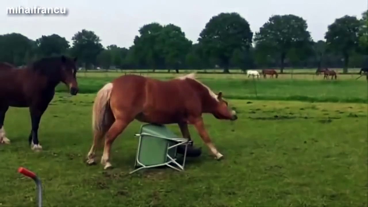 Funny Animals Clips !!! Must Watch