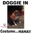 DOGGIE IN COSTUME FunnyClips 2016