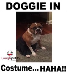 DOGGIE IN COSTUME FunnyClips 2016