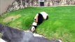 Top 10 Funny And Cutest Panda Videos Compilation Funny Animals Videos