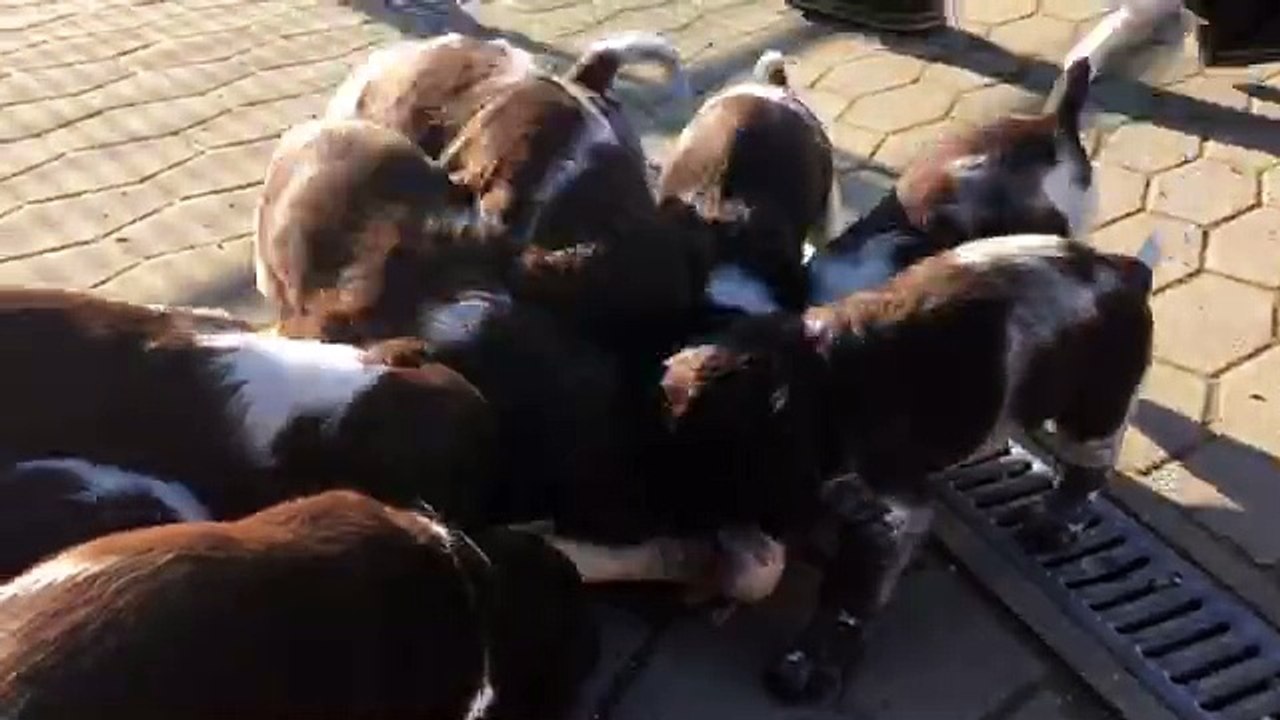 Welpen mit Riesenknochen!