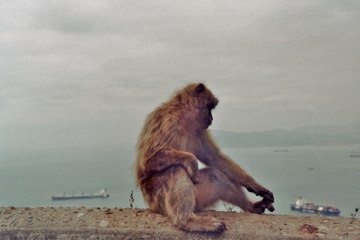 Gibraltar = Britain compressed   Gibraltar - Tagesausflug nach Klein-England