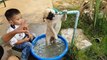 Çeşmeden Su İçen Sevimli Köpek