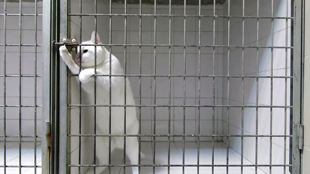 Um gato cheio de truques foge da gaiola