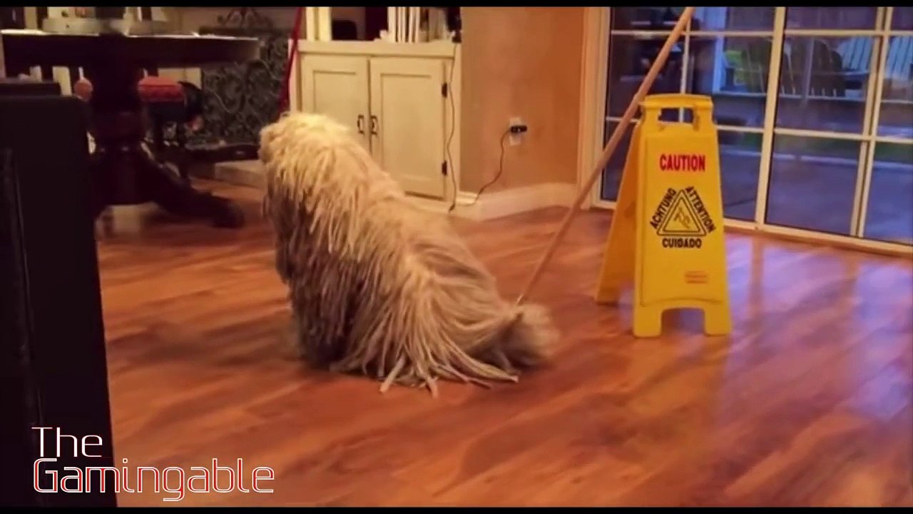 funny animals compilation - funny animals videos try not to laugh