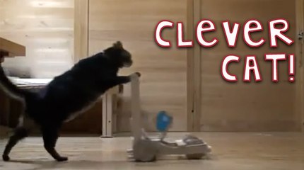 This Cat Is Going Places