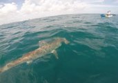 Hammerhead Shark Goes Hunting