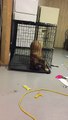 Técnica impressionante de um cão para fugir da sua jaula em alguns segundos!
